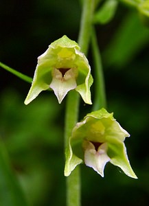 Epipactis leptochila (Orchidaceae)  - Épipactide à labelle étroit, Épipactis à labelle étroit - Narrow-lipped Helleborine Ardennes [France] 05/07/2003 - 220m