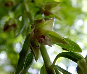 Epipactis leptochila (Orchidaceae)  - Épipactide à labelle étroit, Épipactis à labelle étroit - Narrow-lipped Helleborine Thuin [Belgique] 12/07/2003 - 230m