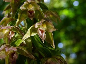 Epipactis leptochila (Orchidaceae)  - Épipactide à labelle étroit, Épipactis à labelle étroit - Narrow-lipped Helleborine Thuin [Belgique] 12/07/2003 - 230m