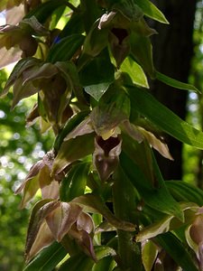 Epipactis leptochila (Orchidaceae)  - Épipactide à labelle étroit, Épipactis à labelle étroit - Narrow-lipped Helleborine Thuin [Belgique] 12/07/2003 - 230m