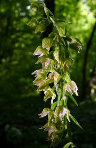 Epipactis leptochila (Orchidaceae)  - Épipactide à labelle étroit, Épipactis à labelle étroit - Narrow-lipped Helleborine Thuin [Belgique] 12/07/2003 - 240m