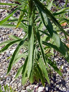 Erigeron canadensis (Asteraceae)  - Érigéron du Canada, Conyze du Canada, Vergerette du Canada - Canadian Fleabane Ain [France] 29/07/2003 - 550m