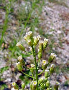 Erigeron canadensis (Asteraceae)  - Érigéron du Canada, Conyze du Canada, Vergerette du Canada - Canadian Fleabane Ain [France] 29/07/2003 - 550m