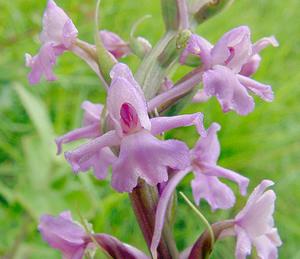 Gymnadenia conopsea (Orchidaceae)  - Gymnadénie moucheron, Orchis moucheron, Orchis moustique - Fragrant Orchid Philippeville [Belgique] 05/07/2003 - 180m