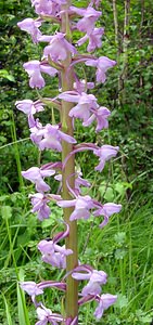 Gymnadenia conopsea (Orchidaceae)  - Gymnadénie moucheron, Orchis moucheron, Orchis moustique - Fragrant Orchid Philippeville [Belgique] 05/07/2003 - 180m