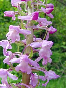 Gymnadenia conopsea (Orchidaceae)  - Gymnadénie moucheron, Orchis moucheron, Orchis moustique - Fragrant Orchid Philippeville [Belgique] 05/07/2003 - 180m