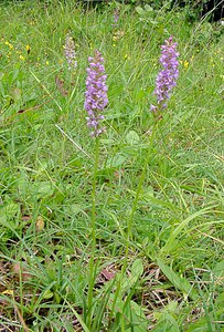 Gymnadenia conopsea (Orchidaceae)  - Gymnadénie moucheron, Orchis moucheron, Orchis moustique - Fragrant Orchid Philippeville [Belgique] 05/07/2003 - 180m