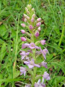 Gymnadenia conopsea (Orchidaceae)  - Gymnadénie moucheron, Orchis moucheron, Orchis moustique - Fragrant Orchid Philippeville [Belgique] 05/07/2003 - 180m