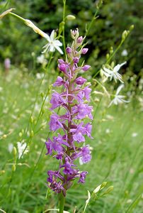 Gymnadenia conopsea (Orchidaceae)  - Gymnadénie moucheron, Orchis moucheron, Orchis moustique - Fragrant Orchid Ardennes [France] 05/07/2003 - 270m