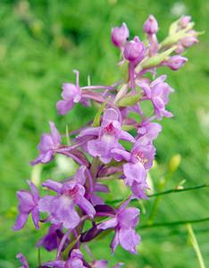 Gymnadenia conopsea (Orchidaceae)  - Gymnadénie moucheron, Orchis moucheron, Orchis moustique - Fragrant Orchid Ardennes [France] 05/07/2003 - 270m