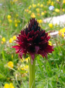 Gymnadenia nigra subsp. austriaca (Orchidaceae)  - Nigritelle d'Autriche Savoie [France] 26/07/2003 - 2750m