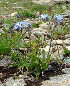 Myosotis alpestris (Boraginaceae)  - Myosotis alpestre, Myosotis des Alpes - Alpine Forget-me-not Savoie [France] 26/07/2003 - 2750m
