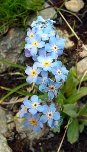 Myosotis alpestris (Boraginaceae)  - Myosotis alpestre, Myosotis des Alpes - Alpine Forget-me-not Savoie [France] 26/07/2003 - 2750m