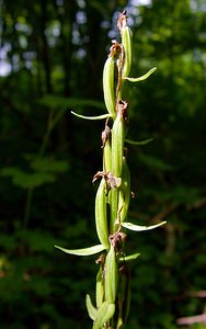 Platanthera bifolia (Orchidaceae)  - Platanthère à deux feuilles, Platanthère à fleurs blanches - Lesser Butterfly-orchid Ardennes [France] 05/07/2003 - 270m