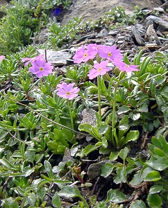 Primula farinosa (Primulaceae)  - Primevère farineuse - Bird's-eye Primrose Savoie [France] 26/07/2003 - 2750m