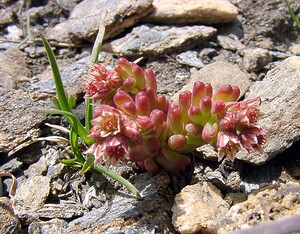Sedum atratum subsp. atratum (Crassulaceae)  - Orpin noirâtre Savoie [France] 26/07/2003 - 2750m
