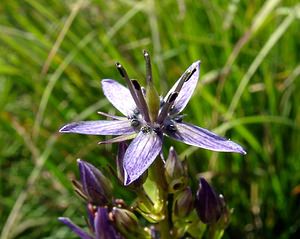 Swertia perennis (Gentianaceae)  - Swertie vivace, Swertie pérenne Jura [France] 29/07/2003 - 1030m