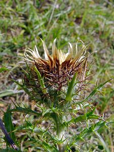 Carlina vulgaris (Asteraceae)  - Carline commune, Chardon doré - Carline Thistle Pas-de-Calais [France] 08/08/2003 - 80m