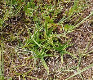 Epipactis palustris (Orchidaceae)  - Épipactis des marais - Marsh Helleborine Nord [France] 02/08/2003 - 10m