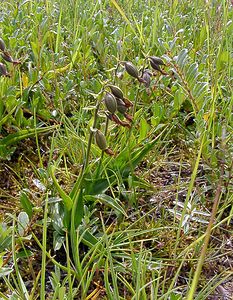 Epipactis palustris (Orchidaceae)  - Épipactis des marais - Marsh Helleborine Nord [France] 02/08/2003 - 10m