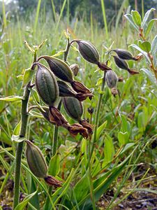 Epipactis palustris (Orchidaceae)  - Épipactis des marais - Marsh Helleborine Nord [France] 02/08/2003 - 10m