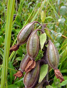 Epipactis palustris (Orchidaceae)  - Épipactis des marais - Marsh Helleborine Nord [France] 02/08/2003 - 10m