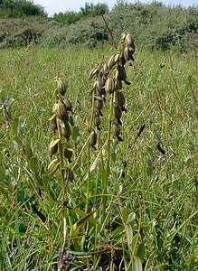 Epipactis palustris (Orchidaceae)  - Épipactis des marais - Marsh Helleborine Nord [France] 02/08/2003 - 10m