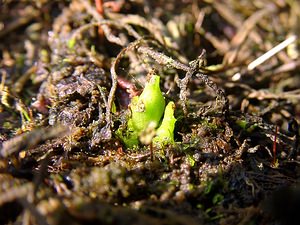 Hammarbya paludosa (Orchidaceae)  - Hammarbya des marais, Malaxis des tourbières, Malaxis à deux feuilles, Malaxide des marais, Malaxis des marais - Bog Orchid Turnhout [Belgique] 10/08/2003 - 30mplantes en cours de germination, probablement ? partir des bulbilles d?tach?es d'un autre plante. Les bulbilles sont pr?sentes d?s les premiers stades du d?veloppement et permettent la diffusion de la plante par flottaison.