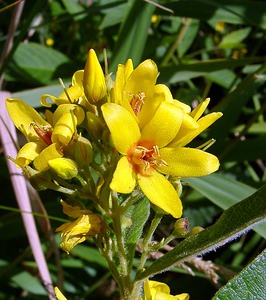 Lysimachia vulgaris Lysimaque commune, Lysimaque vulgaire Yellow Loosestrife