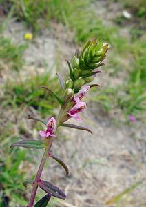 Odontites vernus (Orobanchaceae)  - Odontite printanier, Odontitès printanier, Odontite rouge, Euphraise rouge - Red Bartsia Pas-de-Calais [France] 17/08/2003 - 80m