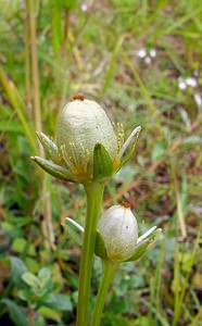 Parnassia palustris (Celastraceae)  - Parnassie des marais, Hépatique blanche - Grass-of-Parnassus Nord [France] 02/08/2003 - 10m