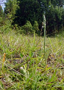 Spiranthes spiralis (Orchidaceae)  - Spiranthe d'automne, Spiranthe spiralée - Autumn Lady's-tresses Pas-de-Calais [France] 08/08/2003 - 80m