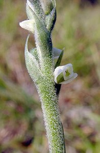 Spiranthes spiralis (Orchidaceae)  - Spiranthe d'automne, Spiranthe spiralée - Autumn Lady's-tresses Pas-de-Calais [France] 08/08/2003 - 80m