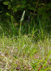 Spiranthes spiralis (Orchidaceae)  - Spiranthe d'automne, Spiranthe spiralée - Autumn Lady's-tresses Pas-de-Calais [France] 08/08/2003 - 80m