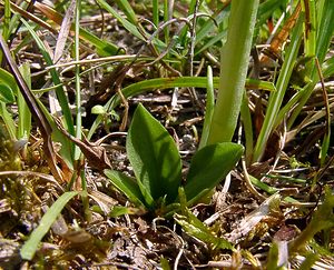 Spiranthes spiralis (Orchidaceae)  - Spiranthe d'automne, Spiranthe spiralée - Autumn Lady's-tresses Pas-de-Calais [France] 08/08/2003 - 80m