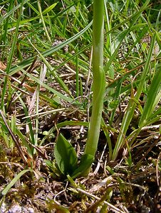 Spiranthes spiralis (Orchidaceae)  - Spiranthe d'automne, Spiranthe spiralée - Autumn Lady's-tresses Pas-de-Calais [France] 08/08/2003 - 80m