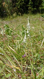 Spiranthes spiralis (Orchidaceae)  - Spiranthe d'automne, Spiranthe spiralée - Autumn Lady's-tresses Pas-de-Calais [France] 08/08/2003 - 80m