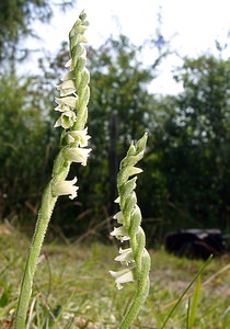 Spiranthes spiralis (Orchidaceae)  - Spiranthe d'automne, Spiranthe spiralée - Autumn Lady's-tresses Pas-de-Calais [France] 08/08/2003 - 80m