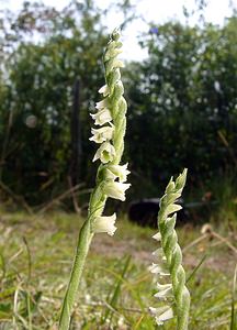 Spiranthes spiralis (Orchidaceae)  - Spiranthe d'automne, Spiranthe spiralée - Autumn Lady's-tresses Pas-de-Calais [France] 08/08/2003 - 80m