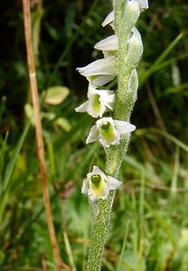 Spiranthes spiralis (Orchidaceae)  - Spiranthe d'automne, Spiranthe spiralée - Autumn Lady's-tresses Pas-de-Calais [France] 08/08/2003 - 80m