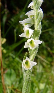 Spiranthes spiralis (Orchidaceae)  - Spiranthe d'automne, Spiranthe spiralée - Autumn Lady's-tresses Pas-de-Calais [France] 08/08/2003 - 80m