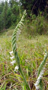 Spiranthes spiralis (Orchidaceae)  - Spiranthe d'automne, Spiranthe spiralée - Autumn Lady's-tresses Pas-de-Calais [France] 17/08/2003 - 80m