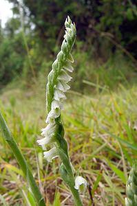 Spiranthes spiralis (Orchidaceae)  - Spiranthe d'automne, Spiranthe spiralée - Autumn Lady's-tresses Pas-de-Calais [France] 17/08/2003 - 80m