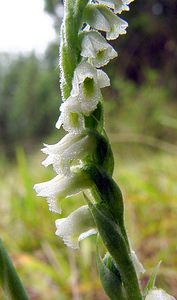 Spiranthes spiralis (Orchidaceae)  - Spiranthe d'automne, Spiranthe spiralée - Autumn Lady's-tresses Pas-de-Calais [France] 17/08/2003 - 80m