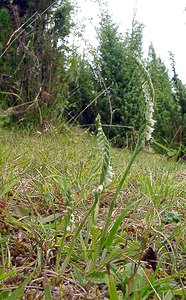 Spiranthes spiralis (Orchidaceae)  - Spiranthe d'automne, Spiranthe spiralée - Autumn Lady's-tresses Pas-de-Calais [France] 17/08/2003 - 80m