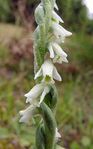 Spiranthes spiralis (Orchidaceae)  - Spiranthe d'automne, Spiranthe spiralée - Autumn Lady's-tresses Pas-de-Calais [France] 17/08/2003 - 80m