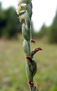 Spiranthes spiralis (Orchidaceae)  - Spiranthe d'automne, Spiranthe spiralée - Autumn Lady's-tresses Pas-de-Calais [France] 17/08/2003 - 80m