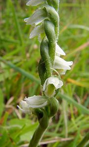 Spiranthes spiralis (Orchidaceae)  - Spiranthe d'automne, Spiranthe spiralée - Autumn Lady's-tresses Pas-de-Calais [France] 17/08/2003 - 80m