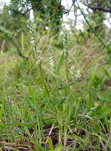 Spiranthes spiralis (Orchidaceae)  - Spiranthe d'automne, Spiranthe spiralée - Autumn Lady's-tresses Pas-de-Calais [France] 17/08/2003 - 80m