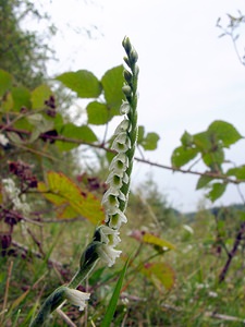 Spiranthes spiralis (Orchidaceae)  - Spiranthe d'automne, Spiranthe spiralée - Autumn Lady's-tresses Pas-de-Calais [France] 17/08/2003 - 80m